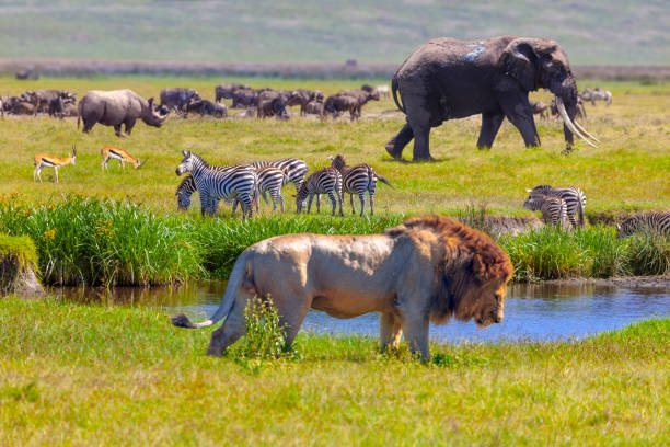 5 day Tanzania safari Tour to Lake Manyara, Ngorongoro Crater , Serengeti (2 nights), and Tarangire
